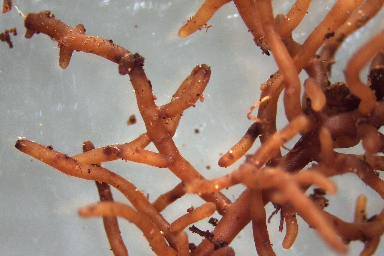 Mycorrhizae benefits