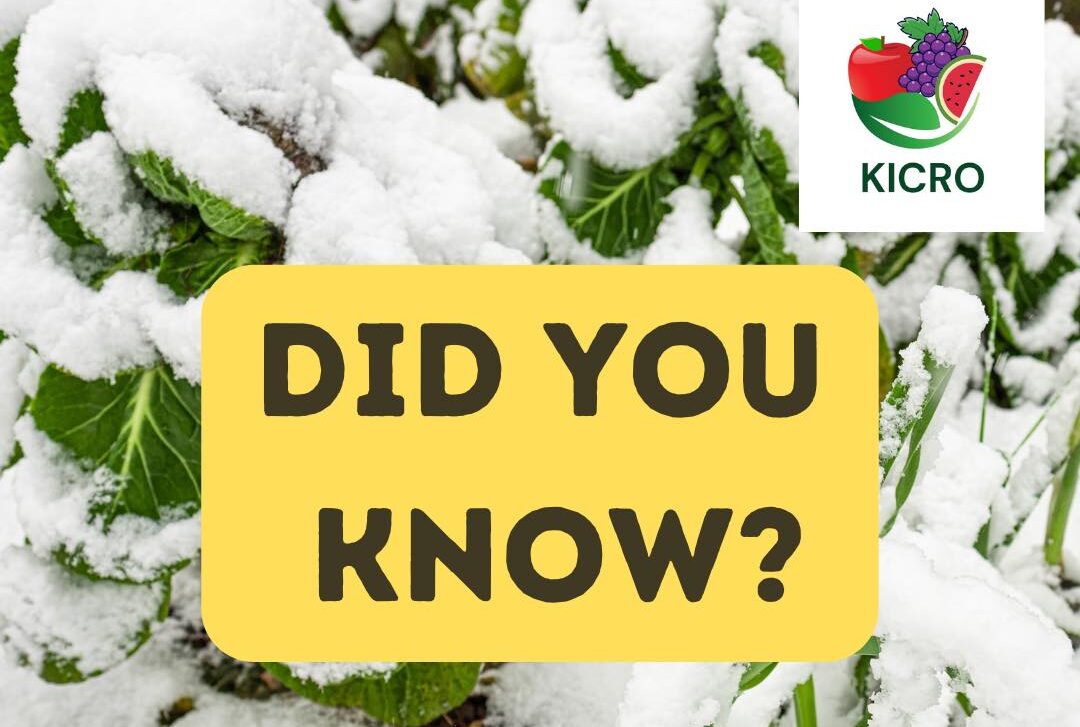 Impact of snow on crops and plants