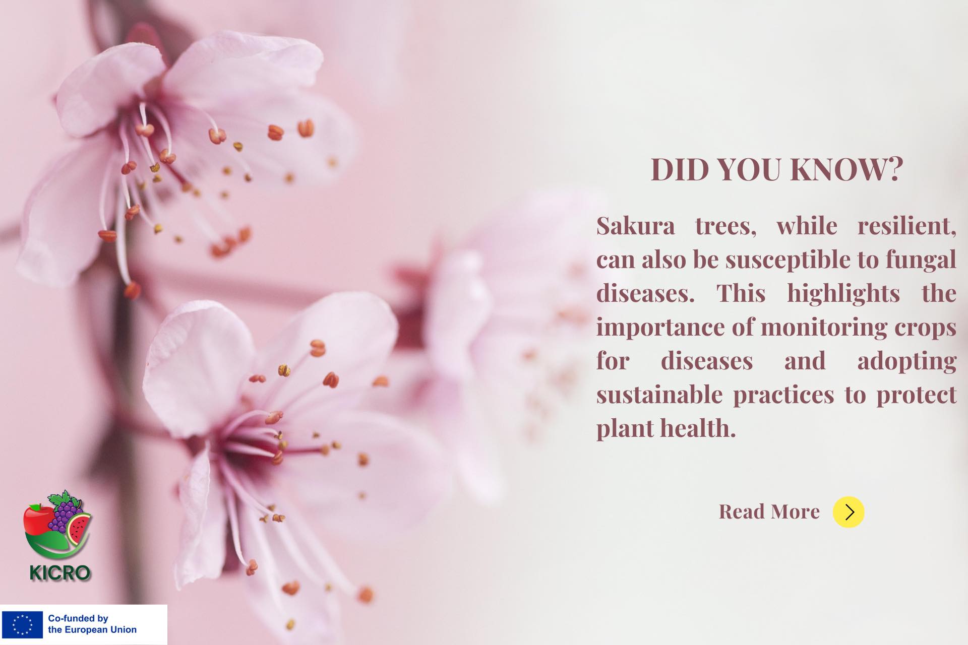 Sakura Blossoms & Crop Health: An Agriculture Perspective