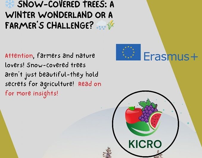 Snow-Covered Trees: A Winter Wonderland or a Farmer’s Challenge?