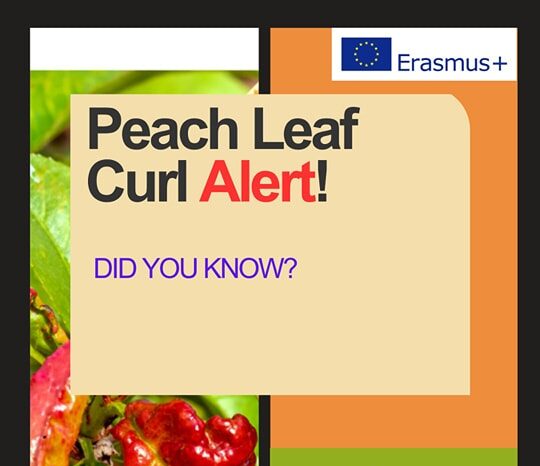 Peach Leaf Curl Alert!