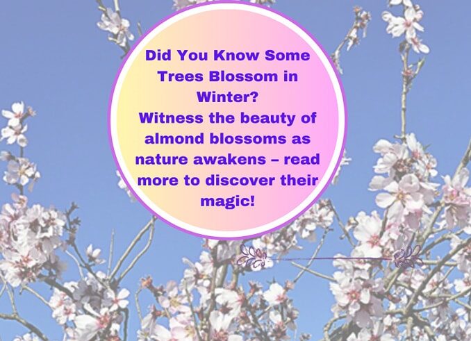 Almond Blossoms: A Winter Miracle! 