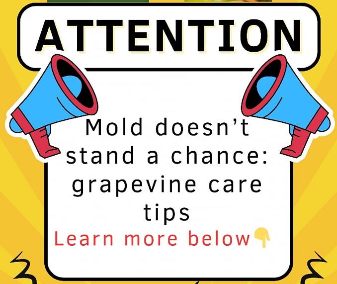 Botrytis Cinerea Alert!